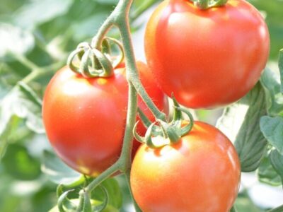 Tomaten